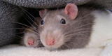 ¿Qué significa soñar con ratas grandes?