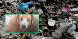 Argentina: torturaron a un perrito callejero hasta la muerte y lo dejan en un basurero