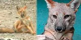 Run Run: La travesía del zorrito andino que fue vendido como perro
