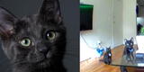 Joven instala cámara de seguridad en su casa, pero su gato lo descubre y comete inesperada travesura