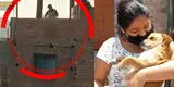 Perrito salva de morir tras ser lanzado desde un tercer piso en Cañete [VIDEO]
