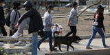 VMT: jóvenes alimentan y ayudan a perritos abandonados en Nueva Esperanza