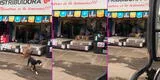 Perritos aprovechan el descuido del dueño de una tienda de colchones y se ponen a jugar [VIDEO]