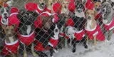 ¡No compres! Más de 500 perritos sin hogar se disfrazaron de trajes navideños para poder ser adoptados
