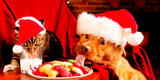 Navidad 2021: 3 regalos navideños para sorprender a tus mascotas
