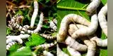 ¿Qué significa soñar con gusanos blancos?