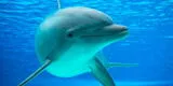 ¿Qué significa soñar con delfines?