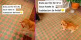 Perrito 'trabaja' como botones en hotel de Ayacucho y enternece a miles con su labor [VIDEO]