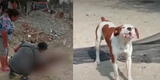 Chosica: anciana termina grave tras ser atacada por perros pitbull