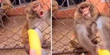 Le dan plátano al mono, pero este se desespera y se queda sin nada [VIDEO]