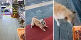 Perrito callejero se emociona porque le dieron comida [VIDEO]