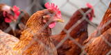 Alarma en Inglaterra: detectan extraño caso de gripe aviar en un humano