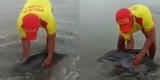 Lurín: policía ayuda a delfín bebé a regresar al mar [VIDEO]