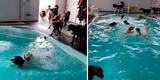 Perritos nadadores: emocionan en TikTok tras zambullirse en la piscina  [VIDEO]
