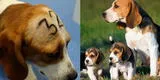 ¡Indignante! Sacrificarán a 38 perritos sanos luego de experimentar con ellos en España