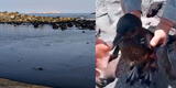 Pescadores hallan pingüino bañado en petróleo en la playa Puerto Supe [VIDEO]
