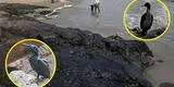 Derrame de petróleo en Ventanilla: Serfor pide a ciudadanos no bañar a los animales afectados