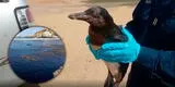 Hallan a pingüino que huyó desde Ventanilla hasta las playas de Barranca tras el derrame de petróleo