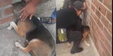 Independencia: rescatan a perro atrapado en una pared tras meter la cabeza en un agujero [VIDEO]