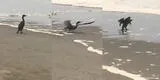 Ave marina no logra volar por estar cubierta de petróleo tras el derrame en Ventanilla [VIDEO]