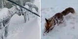 Animales mueren congelados de pie tras intensa nevada en Turquía [VIDEO]