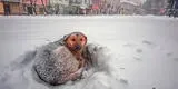 ¡Conmovedor! Niña rusa sobrevive a una tormenta de nieve abrazando a un perro callejero