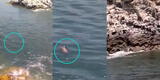 “Todavía hay petróleo, me quema el cuerpo”: Pescador encuentra más aves muertas en playa Bahía Blanca [VIDEO]