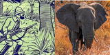 Reto visual difícil: encuentra al elefante en menos de 15 segundos