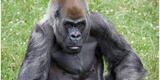 El tercer gorila más longevo del mundo muere a los 61 años, primate tenía COVID-19 y estaba grave [FOTO]