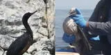 Derrame de petróleo: Sernanp reporta 170 especímenes de aves cubiertas de crudo en los islotes Pescadores
