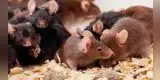 ¿Qué significa soñar con ratones que corren por la casa?