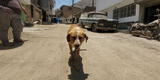Huaycán: delincuentes envenenan a 10 perros para robar casas y carros