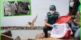 Aves afectadas tras derrame de petróleo de Repsol fueron liberadas en La Punta, Callao [VIDEO]
