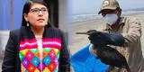 Ventanilla: Margot Palacios ayudó a salvar la vida de un "piquero" tras derrame de petróleo