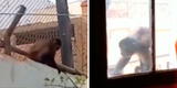 "¡Que venga Serfor!": piden el rescate de mono que deambula por las calles y roba comida para sobrevivir