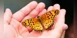 ¿Qué significa soñar con mariposas?