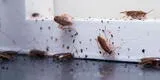Remedios caseros: ¿Cómo eliminar la plaga de cucarachas de mi hogar?