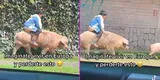 ¡A toda velocidad! Niño es captado 'cabalgando' un cerdo de camino a su casa y divertido video es viral