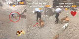 Perrito ayuda a su dueño a cargar sus bolsas del mercado camino a casa y escena enternece en TikTok [VIDEO]