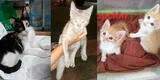 Lince: gatitos abandonados en parque Pedro Ruiz Gallo buscan un hogar