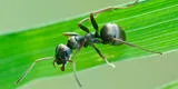 Las hormigas pueden ‘olfatear’ el cáncer, descubren los científicos franceses