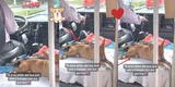 Chofer de transporte público trabaja al lado de sus dos perritos y usuarios dicen que hacen de "cobrador" [VIDEO]