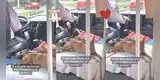 Chofer de transporte público trabaja al lado de sus dos perritos y usuarios dicen que hacen de "cobrador" [VIDEO]