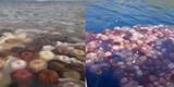 Masiva aparición de medusas sorprende a pescadores en Áncash [VIDEO]
