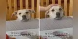 Perrito pone cara de tristeza porque quiere pollito frito y su dueño no le da: "No vale la pena vivir" [VIDEO]