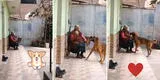 Abuelita ríe con su perrito mientras juega a tirarle a pelota y escena conmueve: "La sencillez de la vida" [VIDEO]