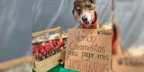 Perrito con cáncer 'vende' chupetines en Facebook para pagar su quimioterapia [FOTOS]