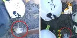 Gatito enterrado entre los escombros por bombardeos rusos es rescatado y adoptado tras perder a su dueño [VIDEO]