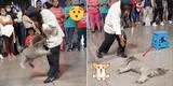 Perrito se hace el "muertito" en pleno show callejero en Barranco y escena sorprende en TikTok: "Todo un artista" [VIDEO]