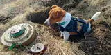 Conoce 'Patrón', el perro héroe de Ucrania que logró desactivar 90 bombas rusas [FOTOS]